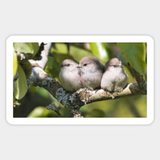 3 Cute Bushtit Songbirds in the Pear Tree Sticker